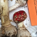 Amanita Muscaria