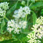 boneset-flowers